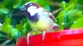 IECV NV #333 - 🐤 House Sparrows At The Feeder Just Nature Sounds 5-21-2017