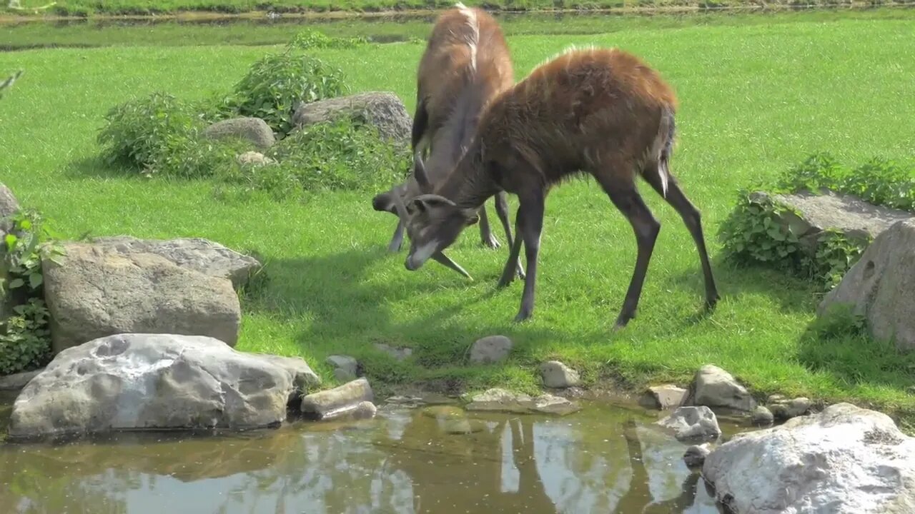 Two animals of murshbuck butting heads. Sitatunga in the zoo or nature reserve area