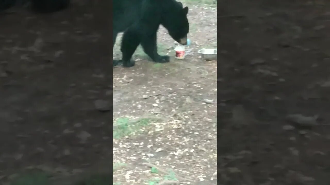 Boo Boo came to visit 🐻❤️ #Bear #blackbear