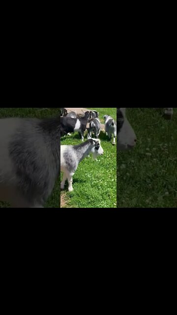 Zebras, Goats and other Animals at Moncton Zoo
