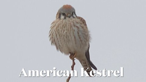 American Kestrel Perched