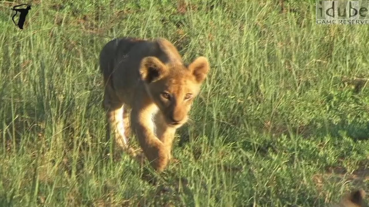 Playful Lion Cubs