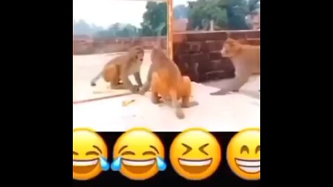Funny Animals