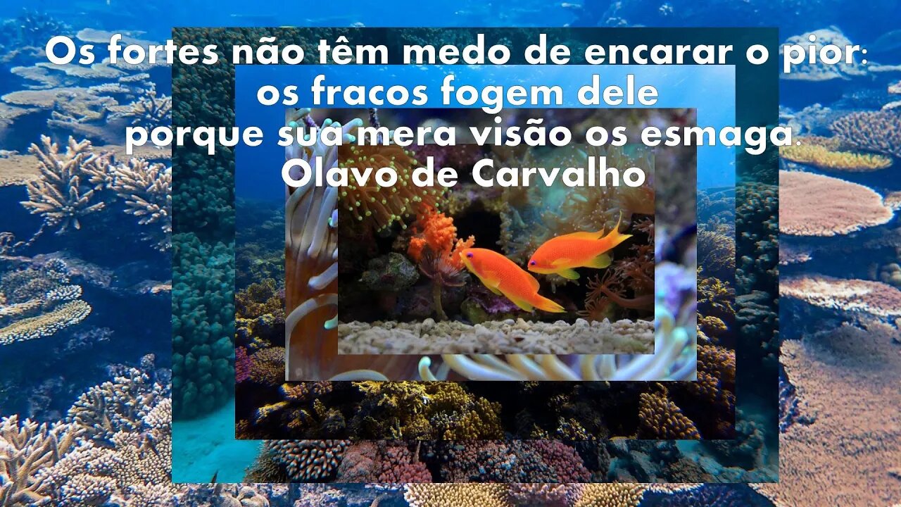 #aovivo Paz aos conservadores e aos defensores da Verdadeira Democracia 17/08/2022 BOLSONARO 2022