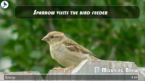 Sparrow visiting the bird feeder