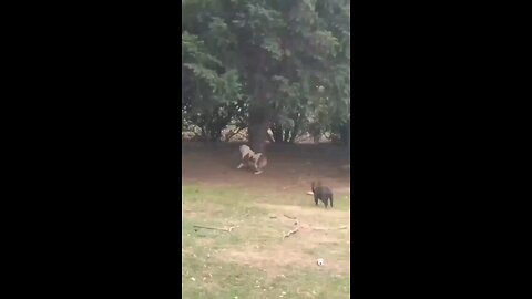 cat and dog 🐕🐕
