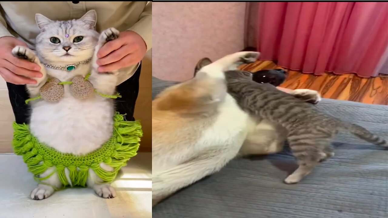 Fun moments with dogs and cats 😂