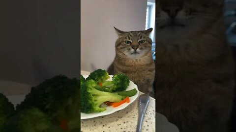 Primeiro dia na dieta 🤣🤣🤣