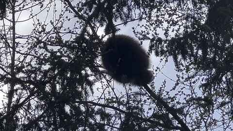 Very brave raccoon sleeping on a very thin branch