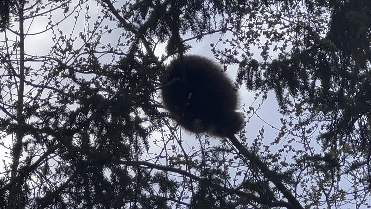 Very brave raccoon sleeping on a very thin branch