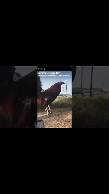 Hatch / Roundhead @livingwaterfarms