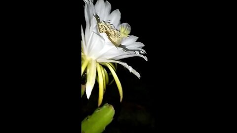 dragon fruit flower🌼🌼🌼🌼