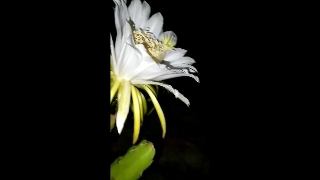 dragon fruit flower🌼🌼🌼🌼