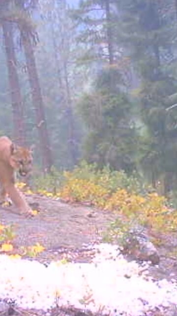 Mountain Lion’s Reaction to a Powerful Elk Bugle! #predator #nature