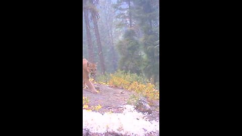 Mountain Lion’s Reaction to a Powerful Elk Bugle! #predator #nature