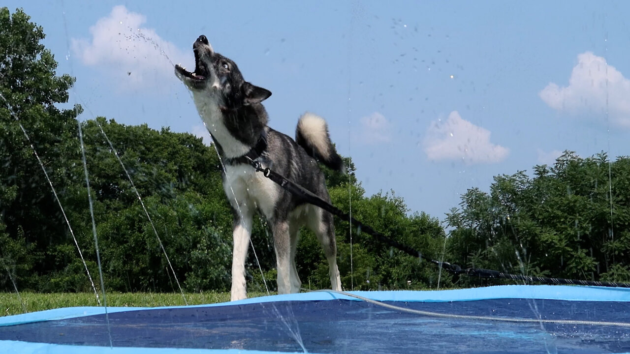 Husky Absolutely Loves Her New Splash Pad