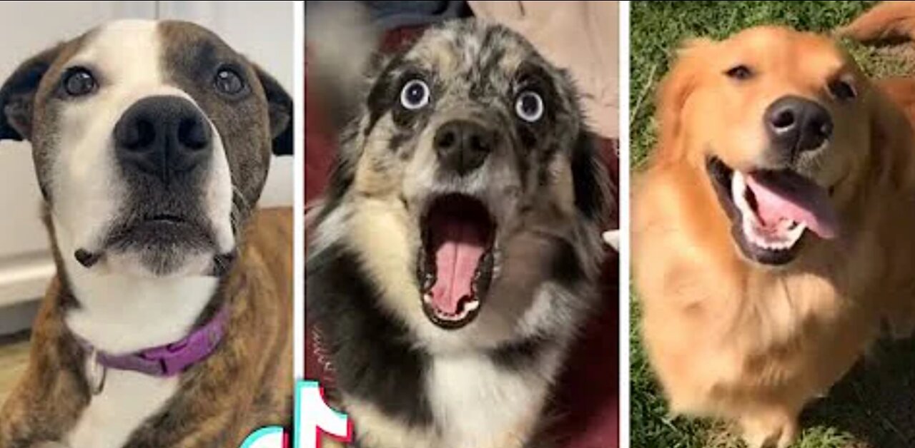 Cutes and funniers Doggos ever 😂 best Dogs Compilation