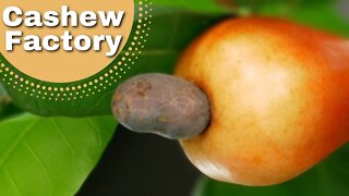 Ever wondered where Cashew nuts come from? Phuket Cashew factory