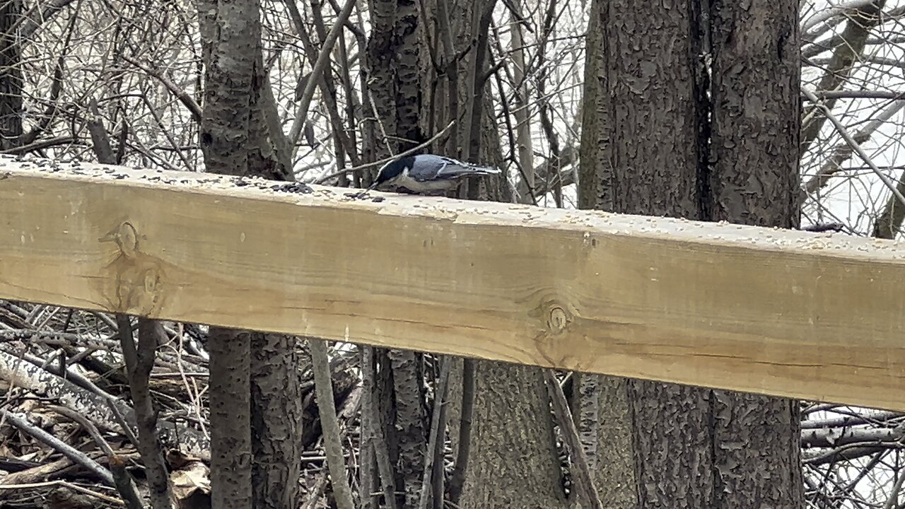 Cardinal and friends