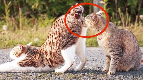 Funniest Cats 😹 - Don't try to hold back Laughter 😂 - Funny Cats Hack – 147