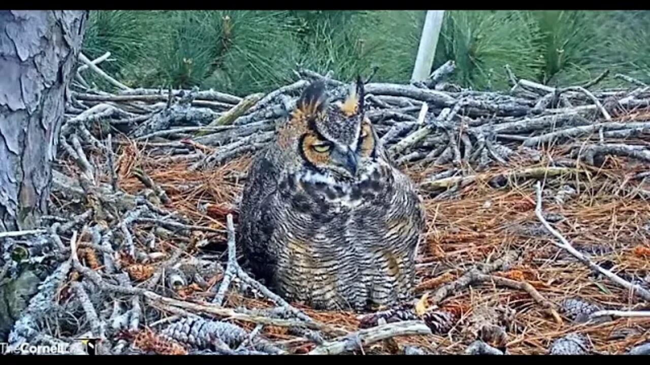 Lunchtime On a Windy Day 🦉 2/28/22 12:50