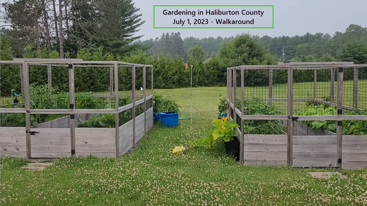 Gardening in Haliburton County - July 1, 2023 Walkaround