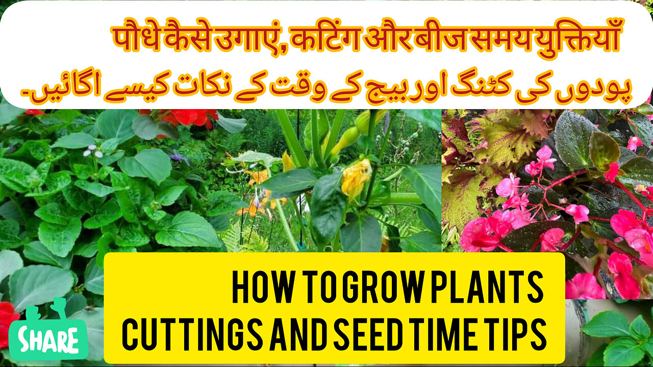 How to grow coriander from the other one is the first