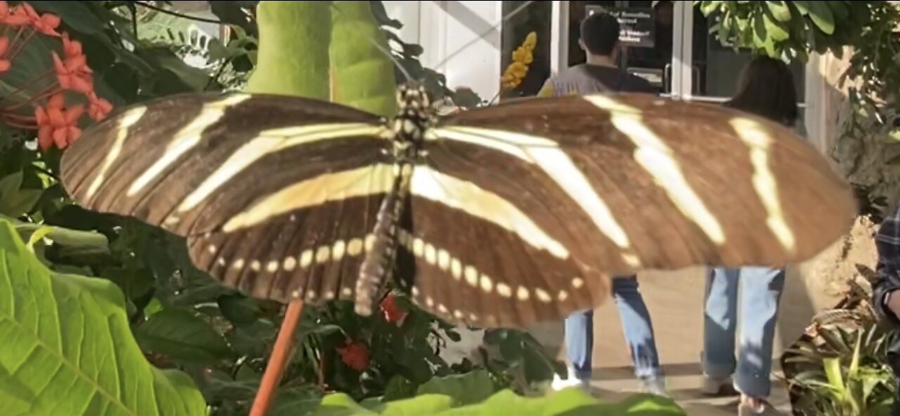 Zebra Longwing Butterfly, Heliconius charithonia (Linnaeus)