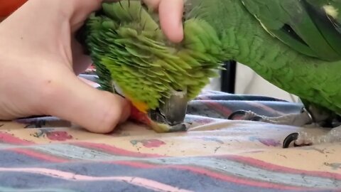Gus the Red Lored Amazon getting Scritches. He'll be 48 in September.