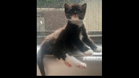 Kitten playing in the sun