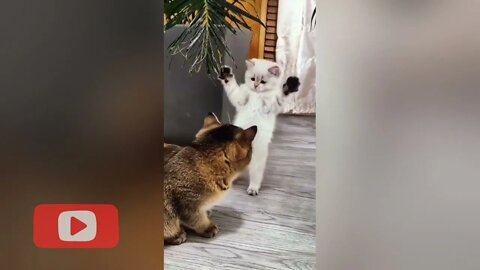 Funny cats Fighting #3.1