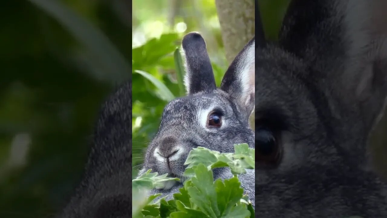 RABIT