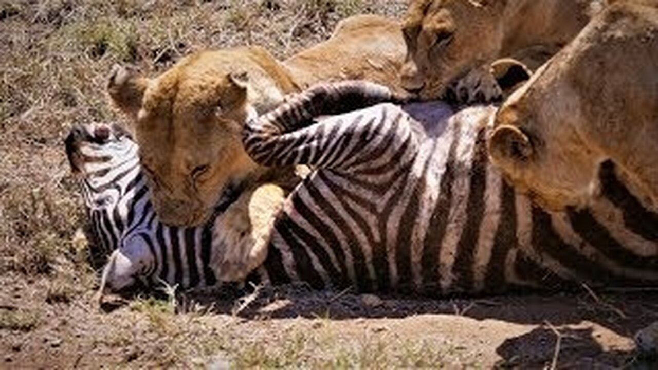 Serengeti- Pride of lions hunting and killing zebras (4 K-UHD)