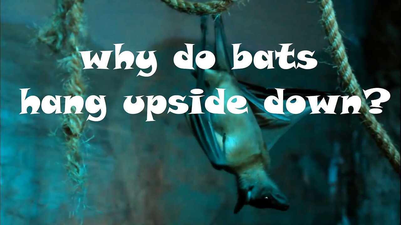 Why do bats hang upside down?