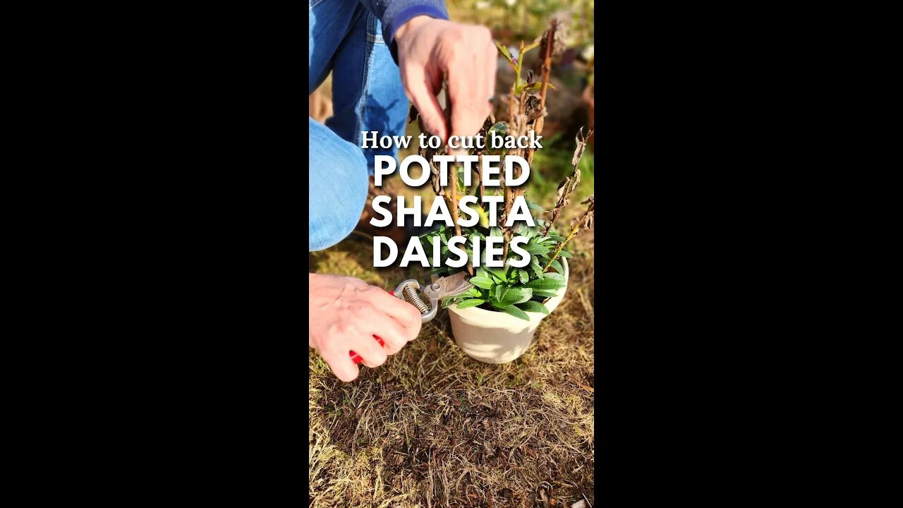 😉How to Cut Back Potted Shasta Daisies✂️ - #shorts