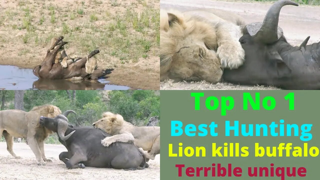 Top best hunting Lion killing buffalo @TOP ANIMALS