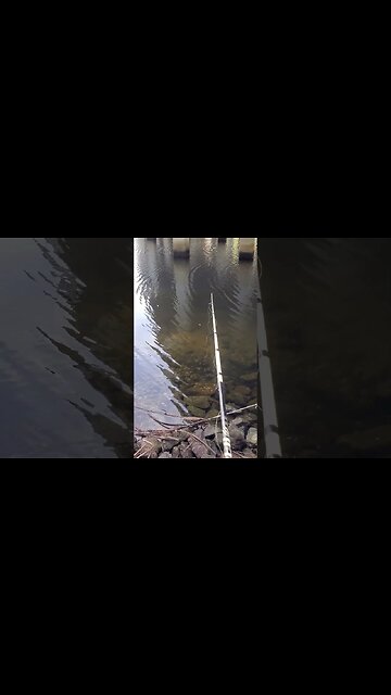 Who can relate? #fishing #fishinglife #florida #skunked #sneakpeek #shorts