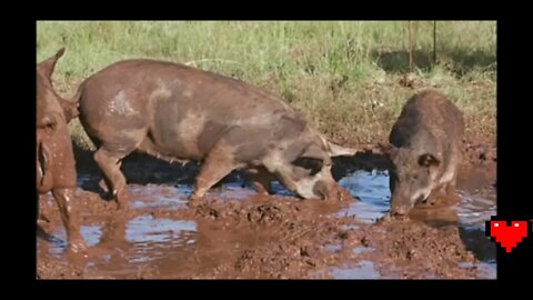 Conoce Al Enemigo Pt 2