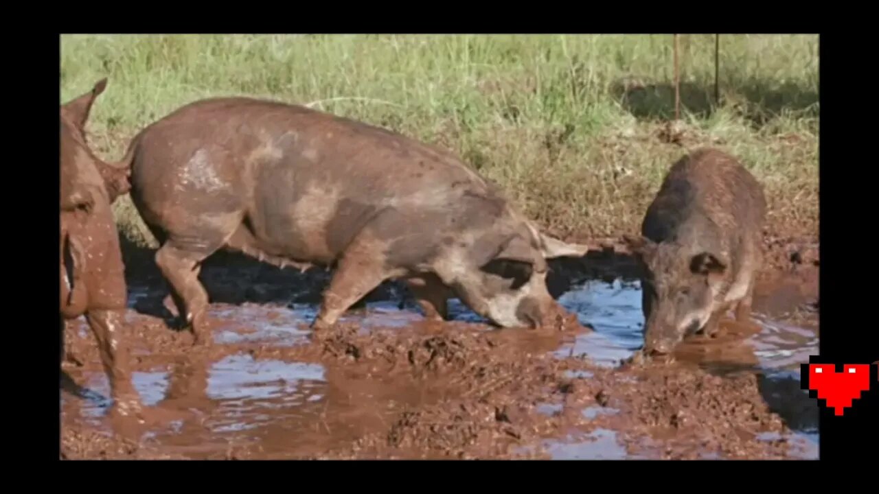 Conoce Al Enemigo Pt 2