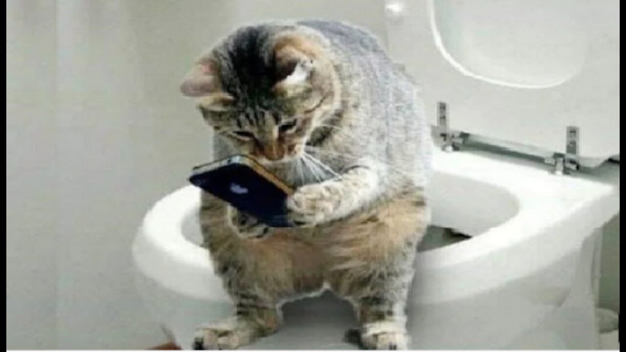Funny and Cute Cat's Life
