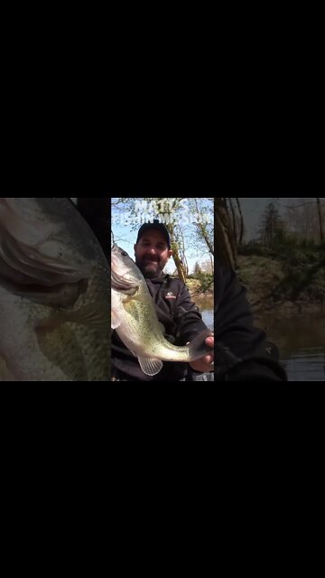 Yakking for a Largie and Bank for Smallie (short version)