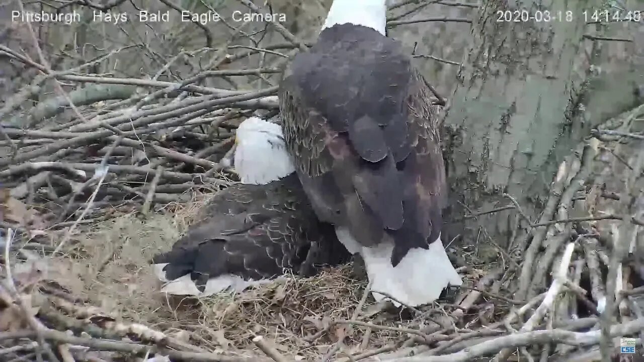 Hays Eagles Mom says "If I move the sticks, he will get off my eggs"!! 3.18.20