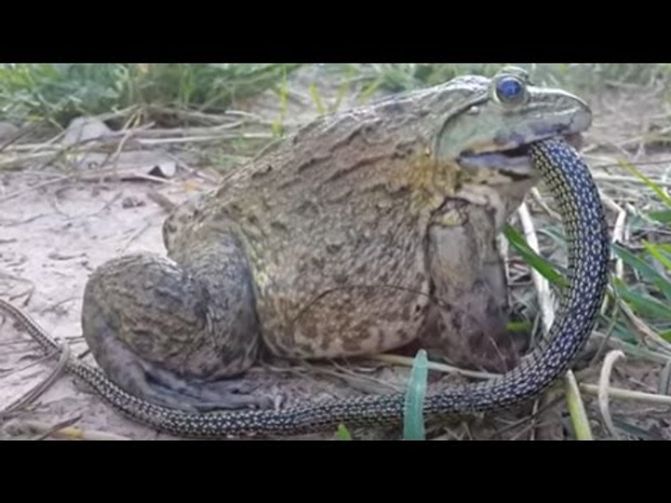 Amazing Catching Frog Using Plastic Bottle - A Very Simple Frog Trap