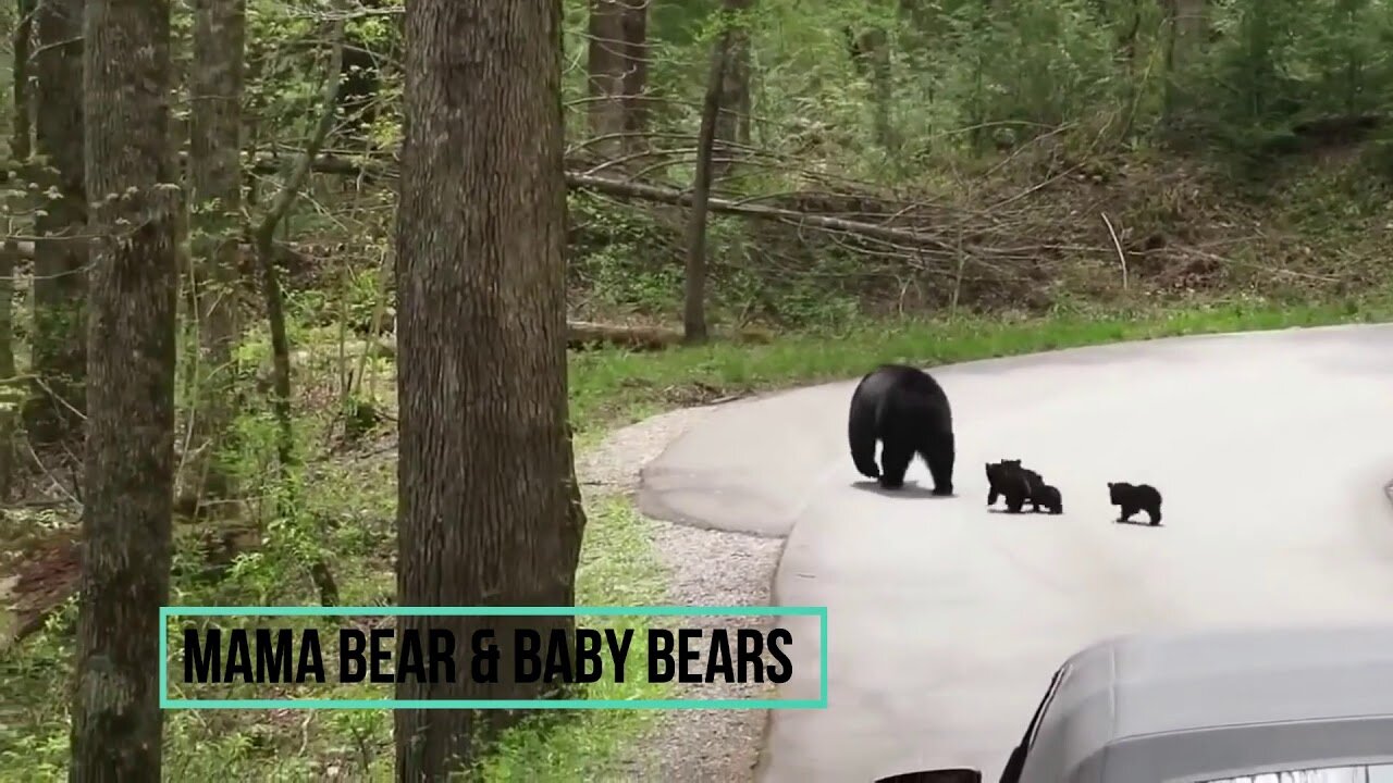 ANIMALS AND THEIR CUBS- ROAD BLOCK-Crossing the roads