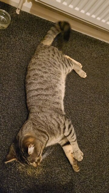 MY CAT TRIES CATNIP FOR THE FIRST TIME...