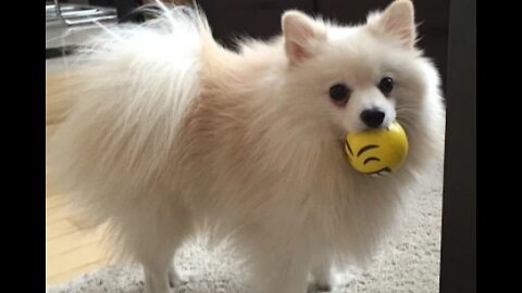 Cute dog Play with yellow Ball waw