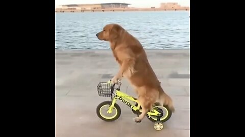 Baby Dogs | Cute and Funny Dogs Video Compilation | Funny Puppy Video 2023