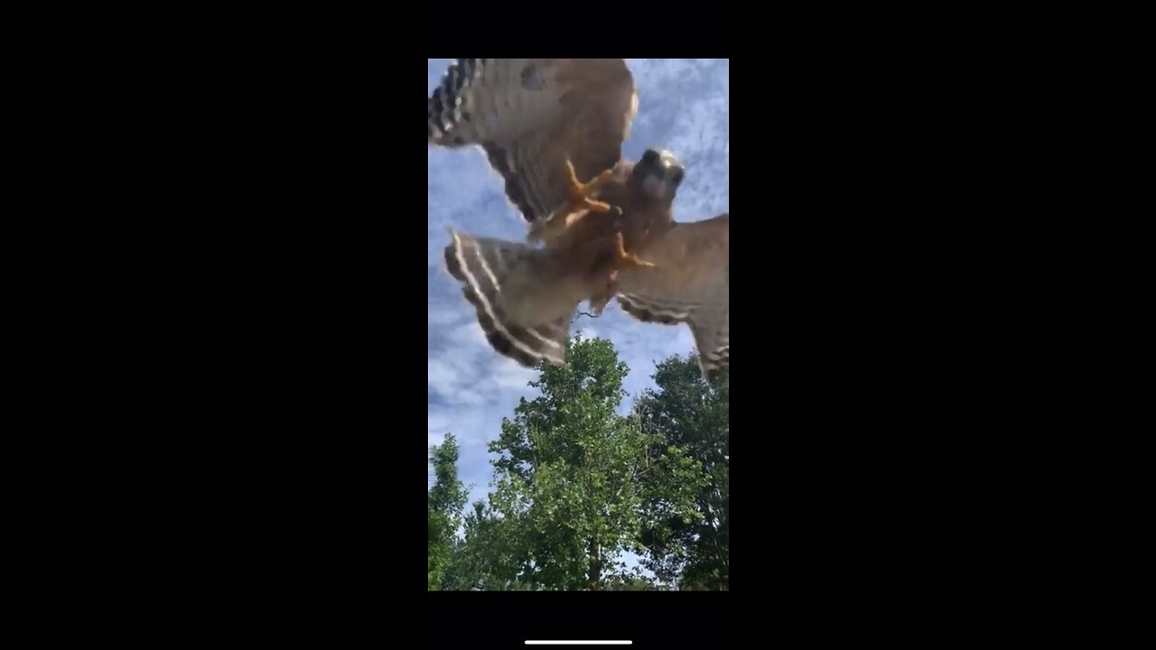 Woman gets attacked by hawk