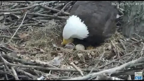 Hays Eagles Mom H11 hatch confirmed 2020 03 21 740am
