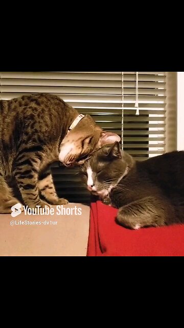 Another Day, Another 🐱 Headbutt #cat #catlover #catshorts #catvideos #shorts